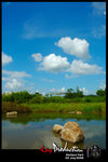 DSC_7943[1]