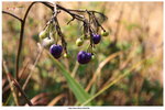 IMG_4148 ���䳥�G