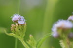 IMG_3242_resize