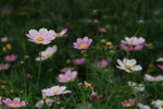 IMG_4805_resize