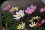 IMG_4847_resize