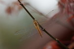 IMG_4861_resize