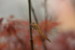 IMG_4862_resize