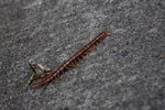 IMG_8463_resize