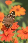 IMG_9893_resize