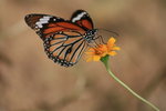 IMG_0009_resize