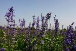 IMG_0802