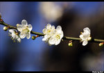 CRW_5923