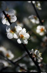 CRW_6015