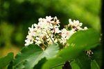 IMG_1903