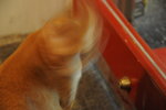 CHF_0417_resize