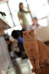 CHF_1715_resize