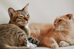 CHF_8467_resize