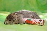 Sleepy Cat