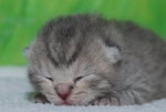DSC_4978