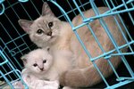 �Ӥ� 2761