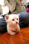 �Ӥ� 3221
