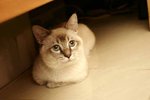 �Ӥ� 928