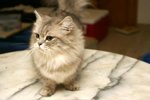  ~ �p�i�R ~
�ڪB�ͮa�����p�i�R,�W�r�ڤ]�O���_,�]���L���a�]��40~50��........�c��......