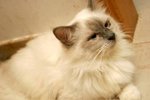 Mocha�� 7