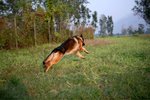 IMG_0804