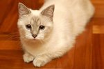 ~ �ڪ������� ~