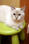 Latte 9