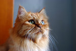 DSCF4187_1