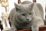 mimor in studio