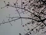 �ƻs -DSC00332