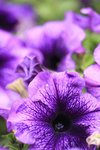 IMG_5618