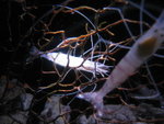 IMG_1290