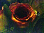 DSC01291