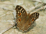 CSY_1856