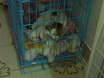 20070415043