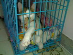 20070415045