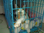 20070415046