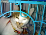 20070415056