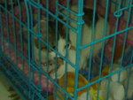 20070415060