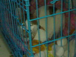 20070415061