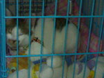 20070415062