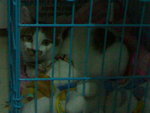 20070415063