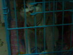 20070415066