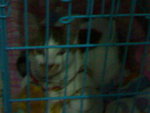 20070415067