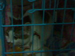 20070415068