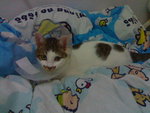 20070603084