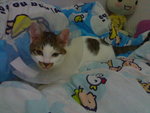 20070603085