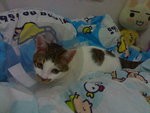 20070603087