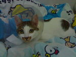 20070603088