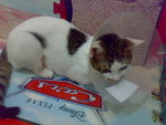 20070603705